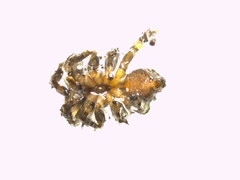 Pseudomogrus univittatus