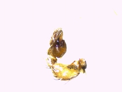 Pseudomogrus univittatus
