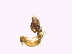 Pseudomogrus univittatus