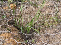 Watsonia amabilis