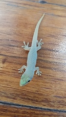 Phelsuma dubia