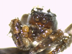 Pseudomogrus univittatus
