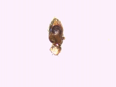 Pseudomogrus univittatus