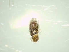 Pseudomogrus univittatus