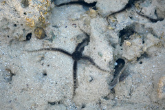 Ophiocoma scolopendrina