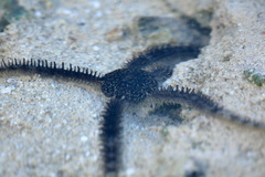 Ophiocoma scolopendrina