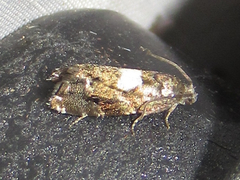 Cydia albimaculana
