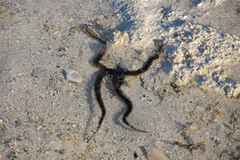 Ophiocoma scolopendrina