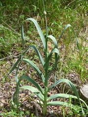 Allium porrum