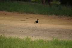 Vanellus chilensis