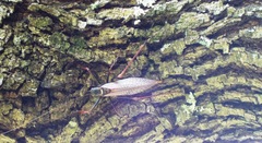 Pterophylla beltrani