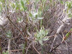 Xiphotheca lanceolata