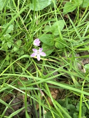 Claytonia caroliniana