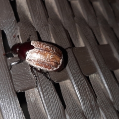 Callistethus cupricollis