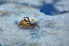 Clibanarius eurysternus