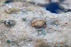 Clibanarius eurysternus