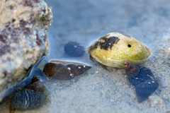 Clibanarius eurysternus