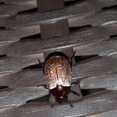 Callistethus cupricollis