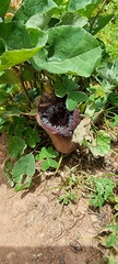 Aristolochia cretica