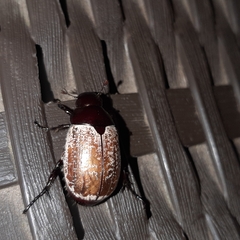 Callistethus cupricollis