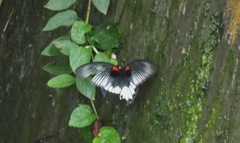 Papilio memnon heronus
