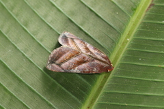 Hemicephalis paulina