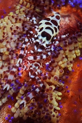 Periclimenes colemani