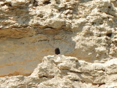Oenanthe leucura