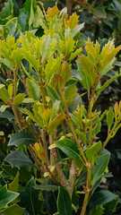 Osmanthus heterophyllus