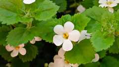 Chaenostoma cordatum