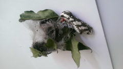 Arachnis dilecta