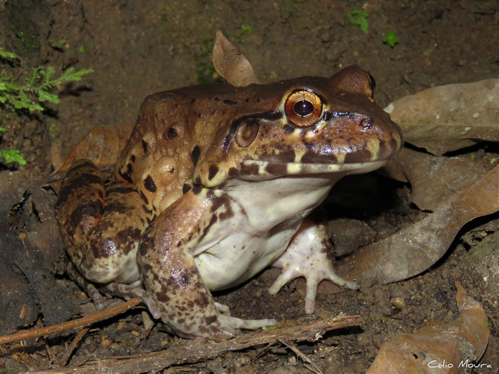 Northeastern Pepper Frog