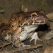Northeastern Pepper Frog - Photo (c) Célio Moura Neto, some rights reserved (CC BY-NC), uploaded by Célio Moura Neto