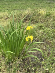 Iris pseudacorus