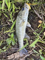 Micropterus cataractae