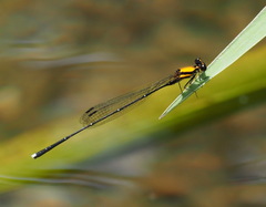 Prodasineura croconota