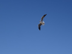 Chroicocephalus hartlaubii