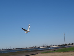 Chroicocephalus hartlaubii