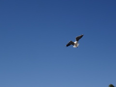 Chroicocephalus hartlaubii