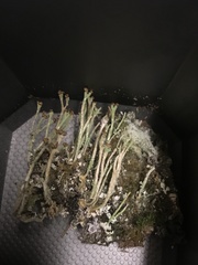Cladonia rei