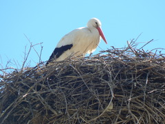 Ciconia ciconia