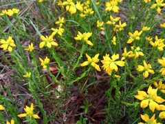 Genista hispanica hispanica