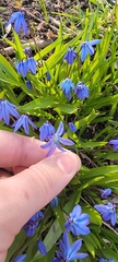 Scilla siberica