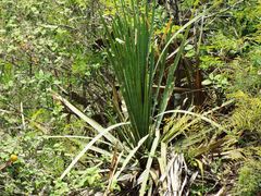 Dasylirion berlandieri