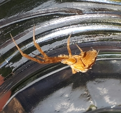 Uloborus walckenaerius