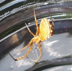 Uloborus walckenaerius