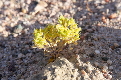 Lepidium flavum