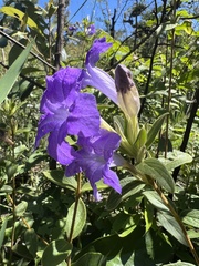 Ruellia hapalotricha