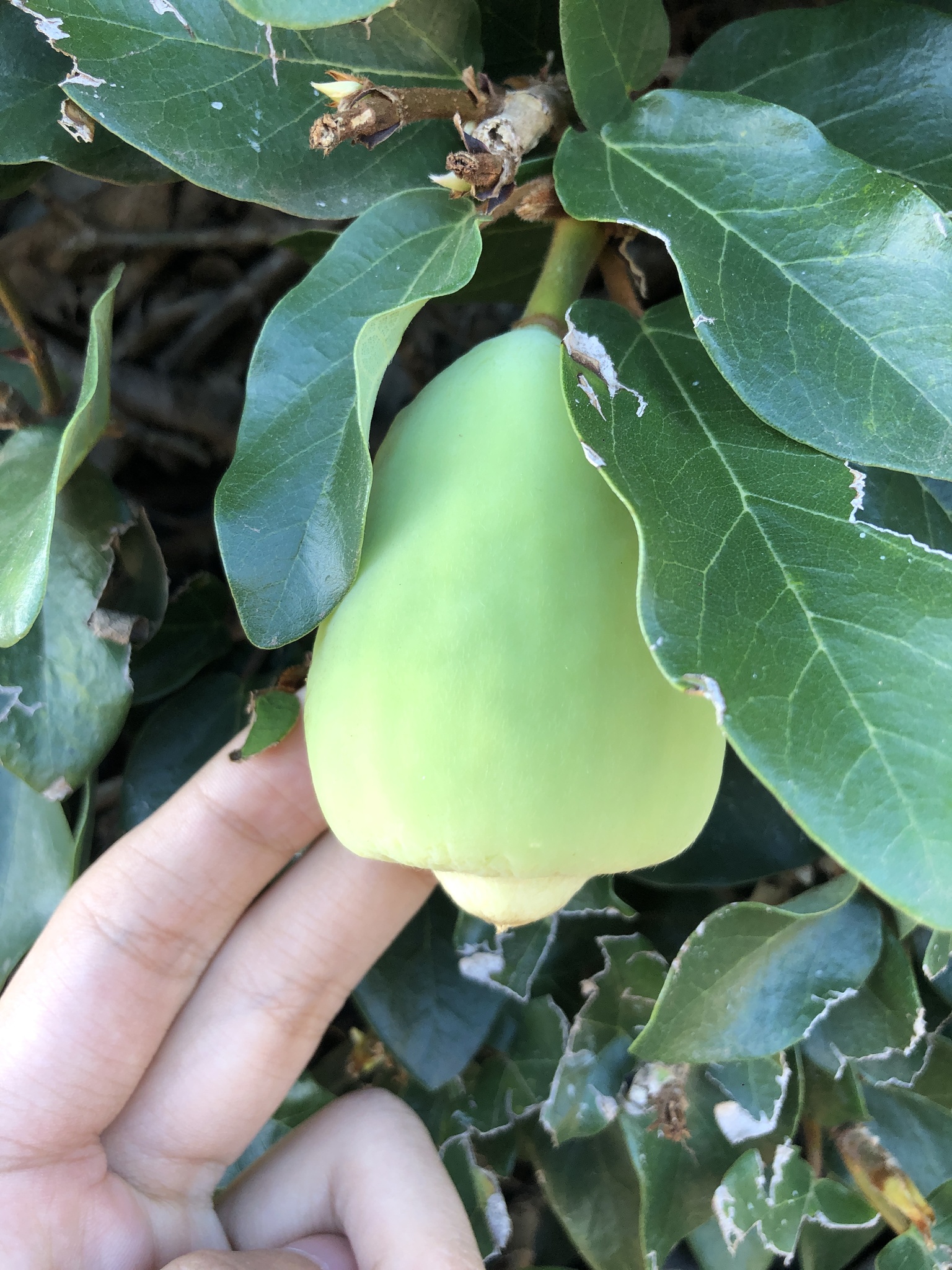 Ficus pumila