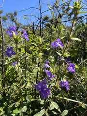 Ruellia hapalotricha